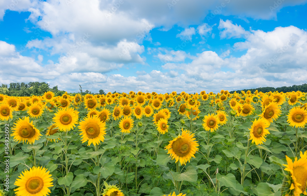 sunflowers in a field against blue sky and clouds sunflowers in a field against blue sky and clouds