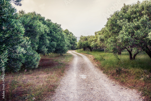Olive trees garden on the road to Balos bay, Crete, Greece