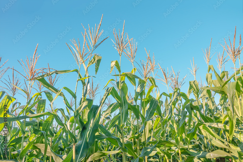 Corn in the field against blue sky on a sunny day Corn in the field against blue sky on a sunny day