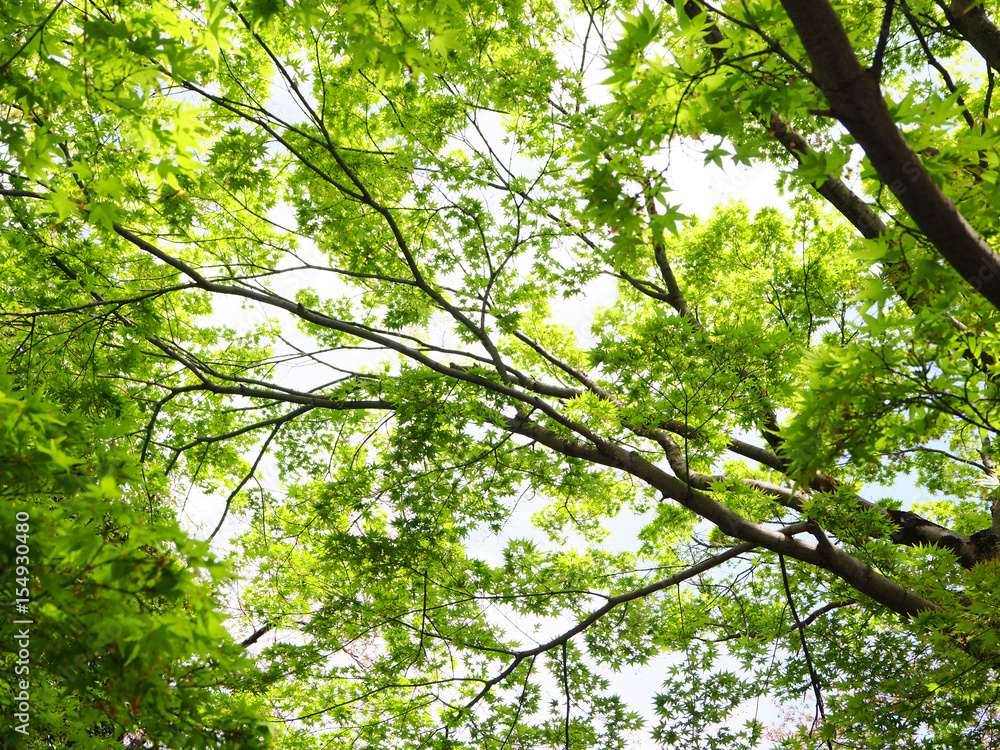 Green maple tree branch patterns for natural background Green maple tree branch patterns for natural background