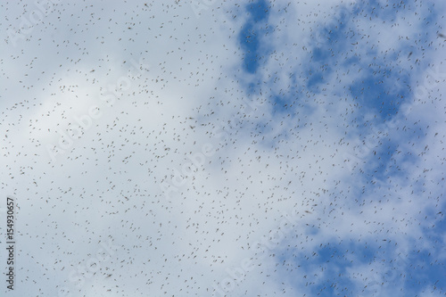Flock of mosquitoes