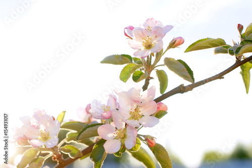 Blooming young apple tree