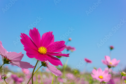 pink cosmos flower on blue sky background