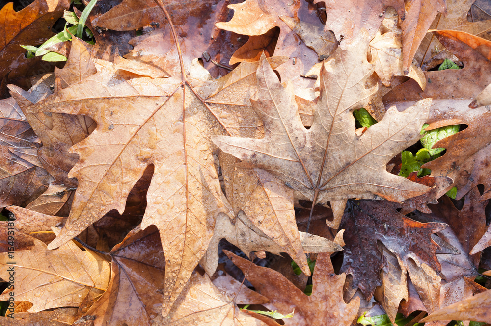 Red Autumnal leaves of maple trees
