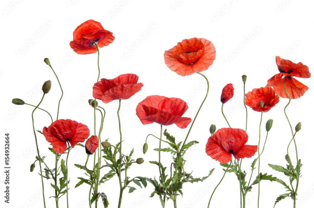 red poppies isolated on white background red poppies isolated on white background