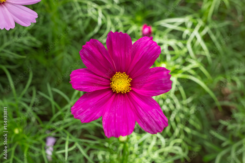 pretty pink cosmos flower in the green garden background pretty pink cosmos flower in the green garden background