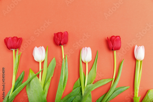 Fototapeta Naklejka Na Ścianę i Meble -  Close-up view of beautiful tender pink and red tulips with green leaves isolated on red
