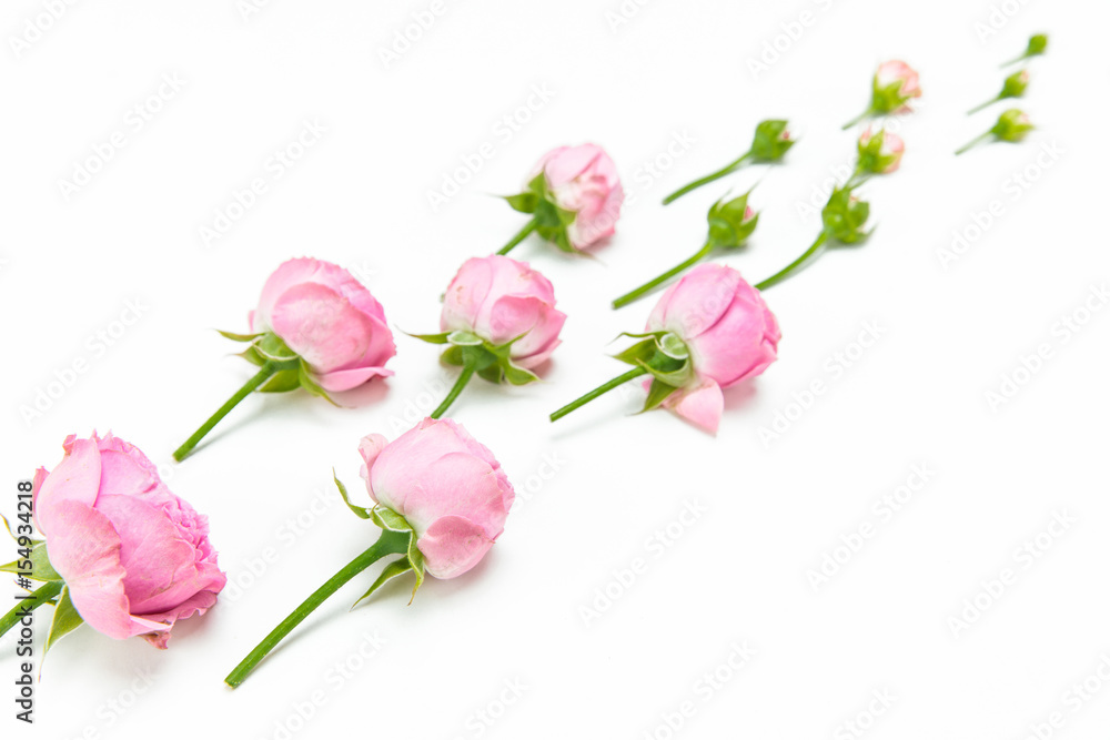 Close-up view of beautiful pink rose flowers and buds isolated on white
