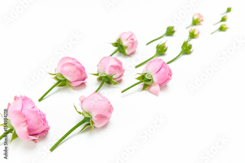 Close-up view of beautiful pink rose flowers and buds isolated on white © LIGHTFIELD STUDIOS
