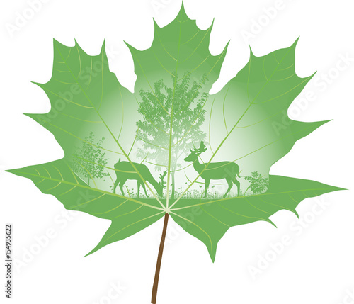 The deer drawn on a maple leaf