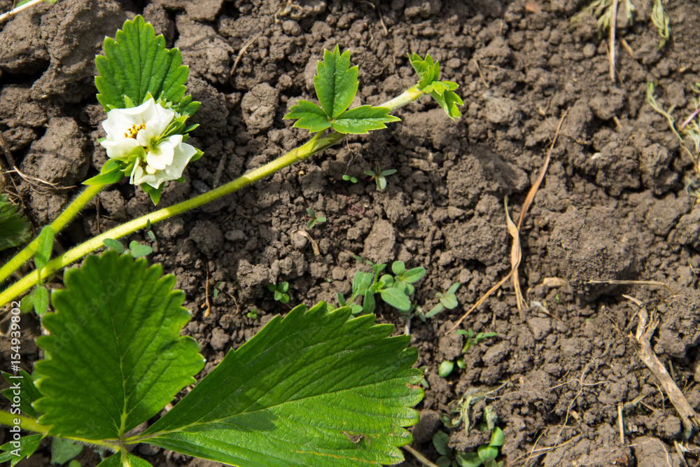 Blossoming bush of strawberry in garden on spring Blossoming bush of strawberry in garden on spring