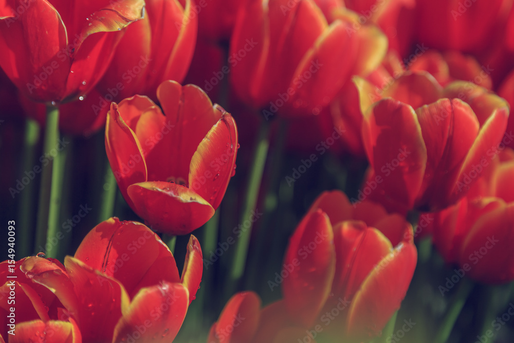 Beautiful tulips close up Beautiful tulips close up
