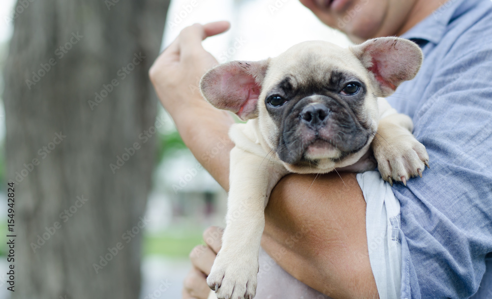Obraz premium Male hand holding a white french bulldog in a park, on green grass, autumn daytime.