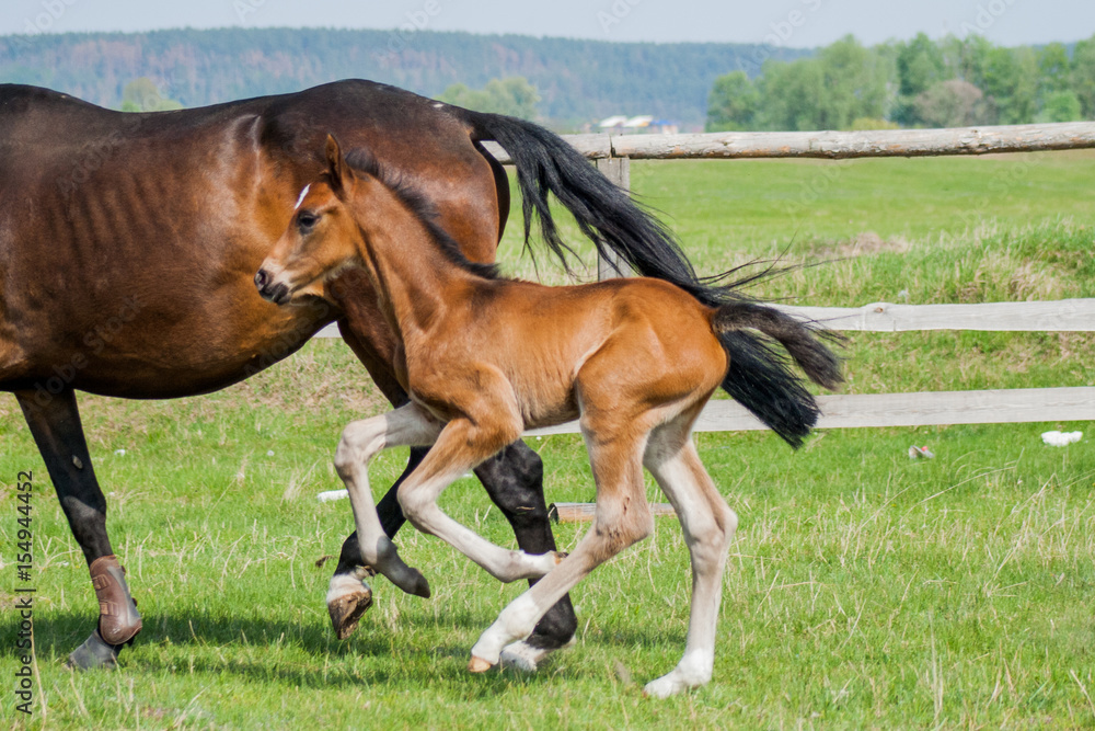 Obraz premium Horse foal walking in a meadow