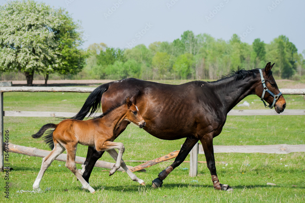 Horse foal walking in a meadow Horse foal walking in a meadow