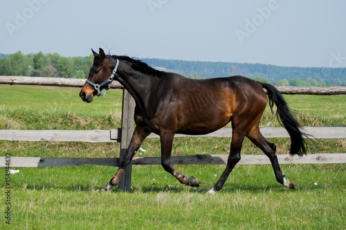 Horse foal walking in a meadow