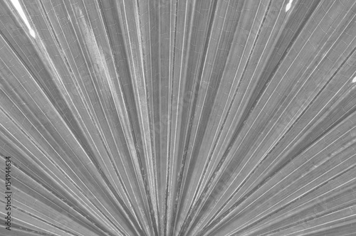 Closeup surface abstract pattern at blue leaf of palm tree textured background in black and white tone