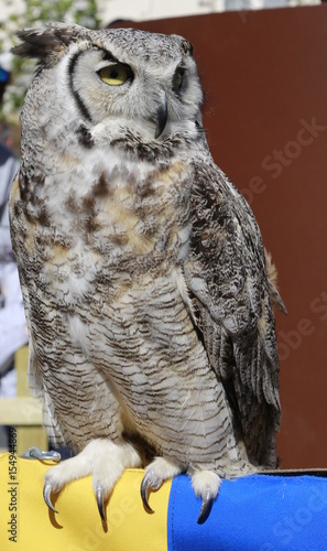 Hibou grand duc