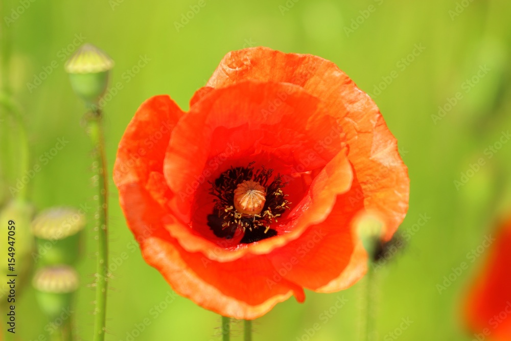 Fototapeta premium Poppy