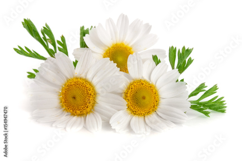Three chamomile or daisies with leaves isolated on white background