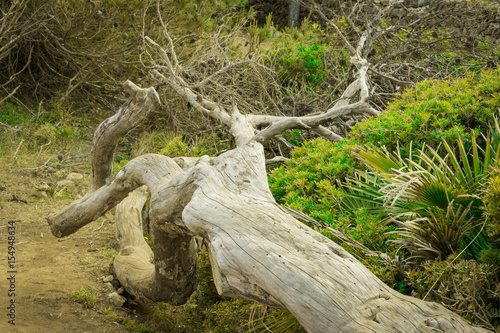 Alter Baumstamm in Sanddüne