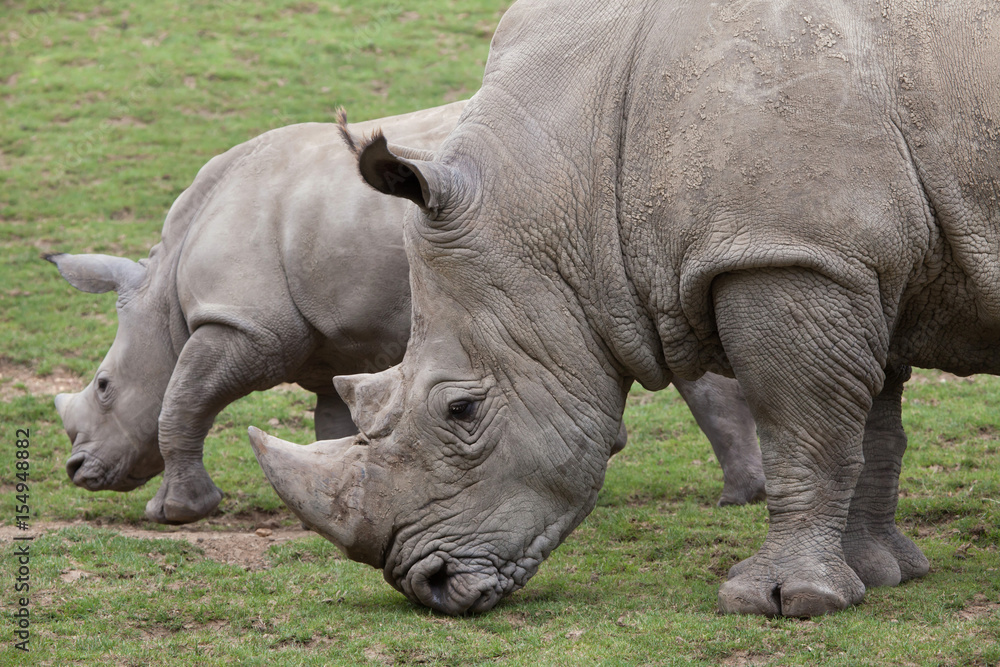 Obraz premium Southern white rhinoceros (Ceratotherium simum).