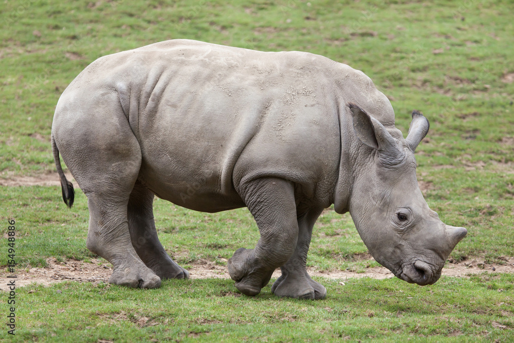 Southern white rhinoceros (Ceratotherium simum). Southern white rhinoceros (Ceratotherium simum).