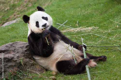 Fototapeta Naklejka Na Ścianę i Meble -  Giant panda (Ailuropoda melanoleuca).