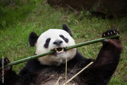 Fototapeta Naklejka Na Ścianę i Meble -  Giant panda (Ailuropoda melanoleuca).