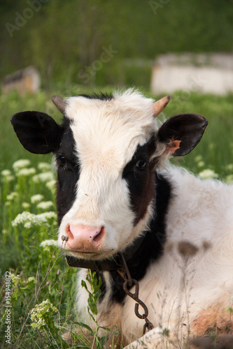 young bull grazing on a meadow in the village