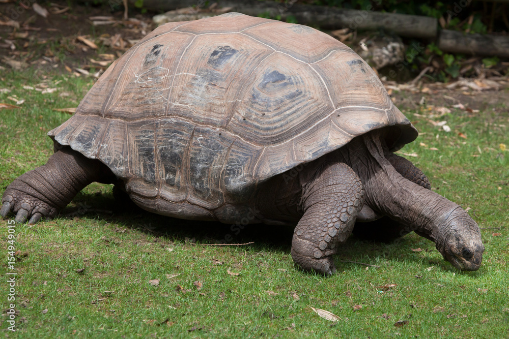 Aldabra giant tortoise (Aldabrachelys gigantea) Aldabra giant tortoise (Aldabrachelys gigantea)