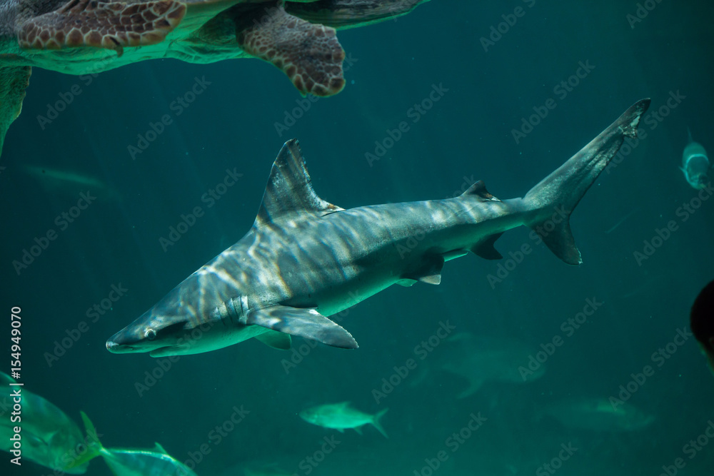 Fototapeta premium Sandbar shark (Carcharhinus plumbeus).