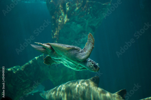 Loggerhead sea turtle (Caretta caretta). © Vladimir Wrangel