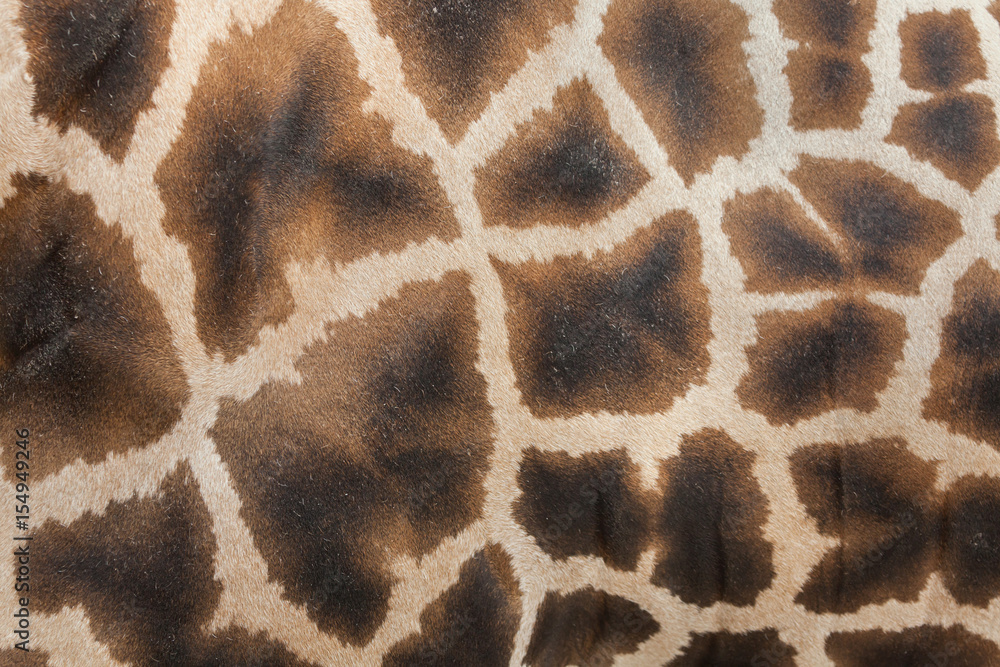 Naklejka premium Żyrafa (Giraffa camelopardalis). Tekstura skóry