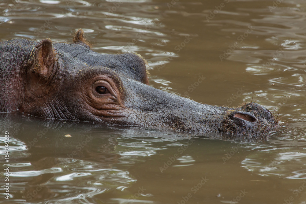 Hippopotamus (Hippopotamus amphibius). Hippopotamus (Hippopotamus amphibius).