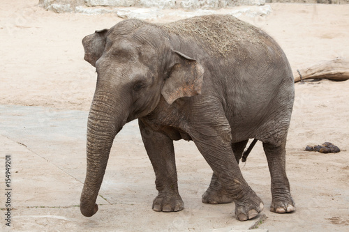 Asian elephant  Elephas maximus .