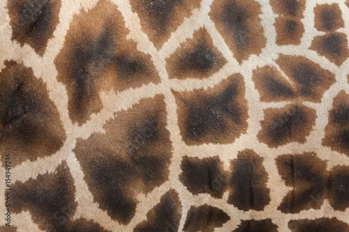 Obraz Giraffe (Giraffa camelopardalis). Skin texture