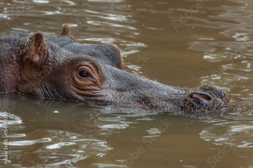 Hippopotamus (Hippopotamus amphibius).