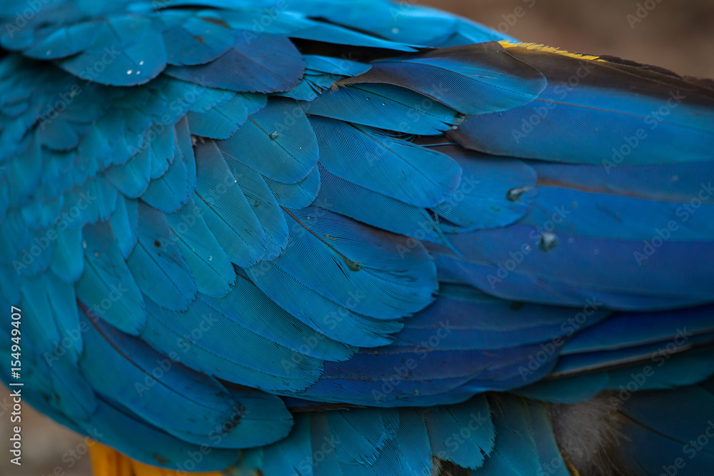 Fototapeta premium Blue-and-yellow macaw (Ara ararauna). Plumage texture,