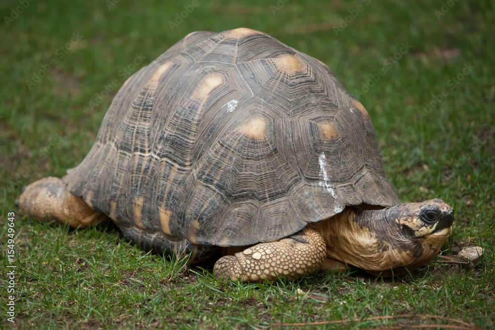 Radiated tortoise (Astrochelys radiata). Radiated tortoise (Astrochelys radiata).