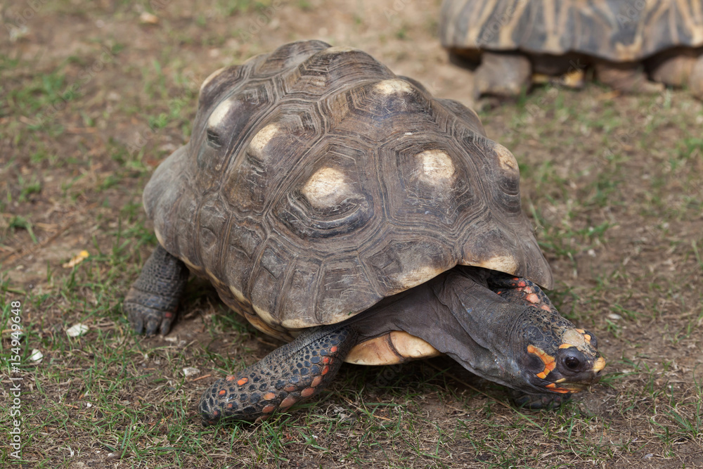 Red-footed tortoise (Chelonoidis carbonaria).