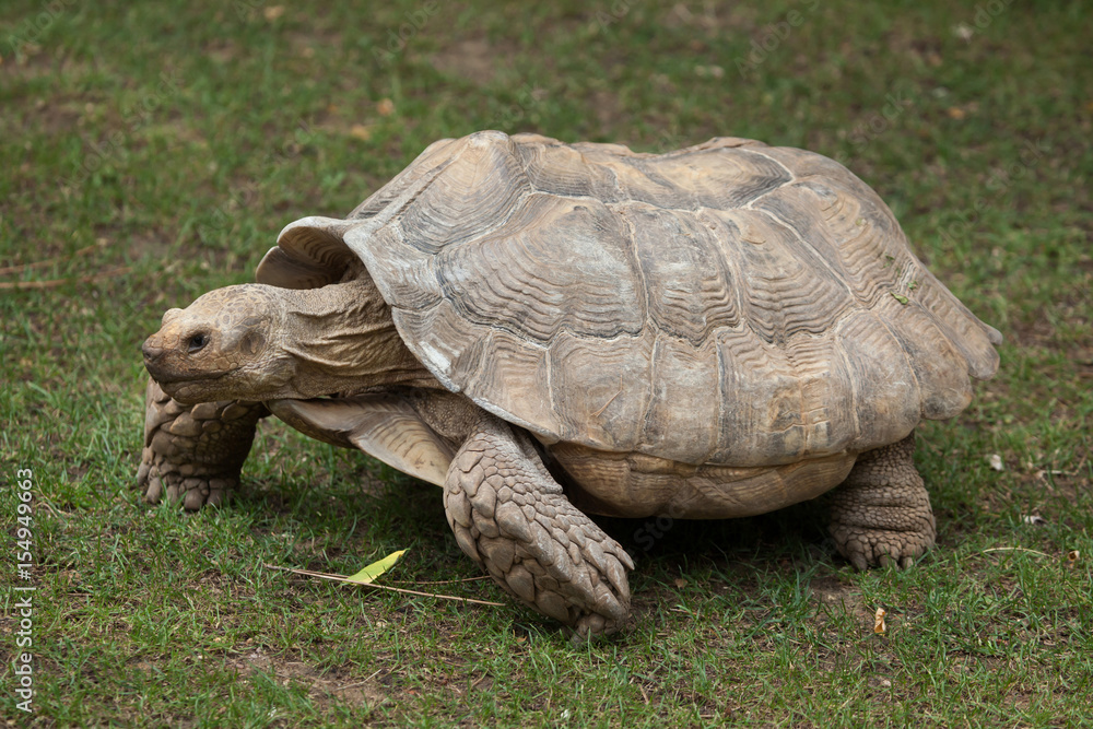 African spurred tortoise (Centrochelys sulcata) African spurred tortoise (Centrochelys sulcata)