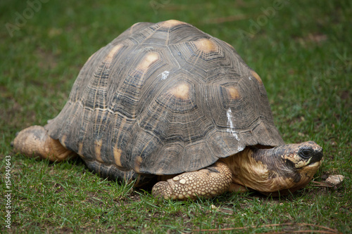 Radiated tortoise (Astrochelys radiata).