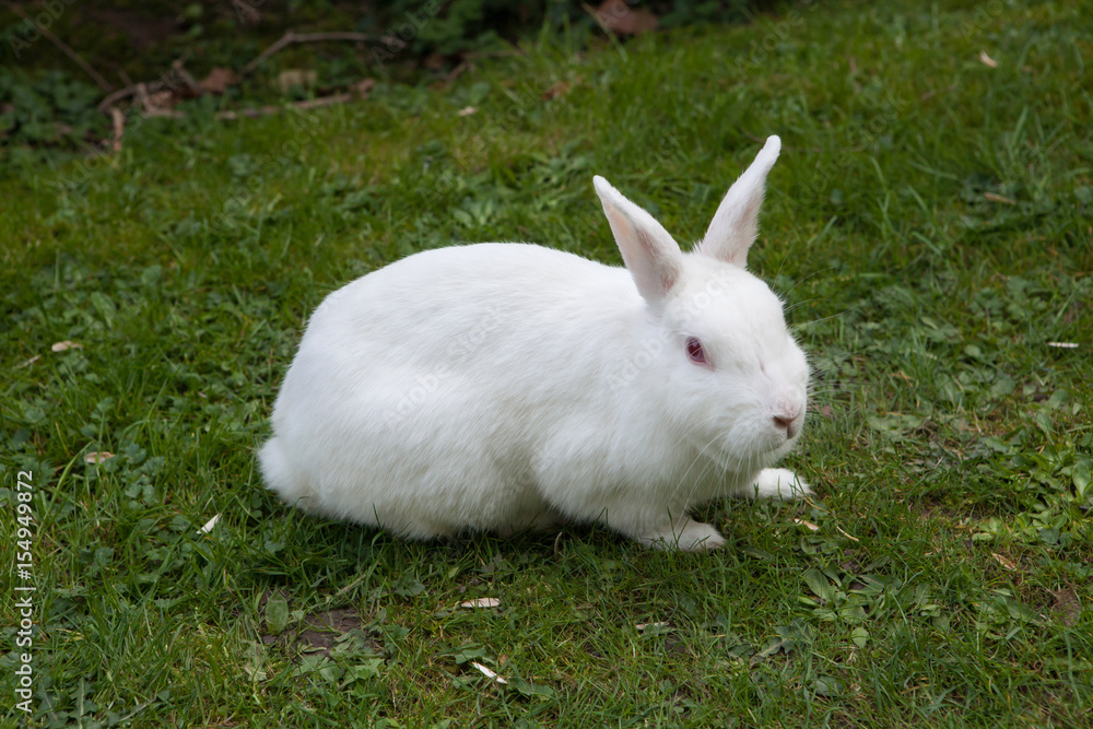 White rabbit. Albino laboratory animal of the domestic rabbit