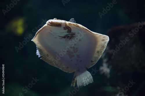 Turbot (Scophthalmus maximus). photo