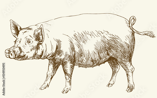 Pig. Hand drawn illustration.
