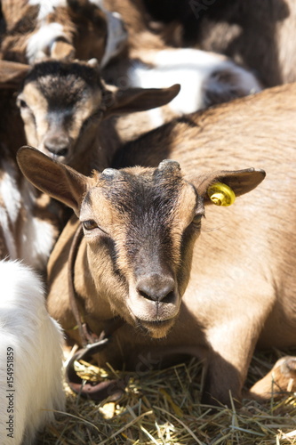 Photography capretta