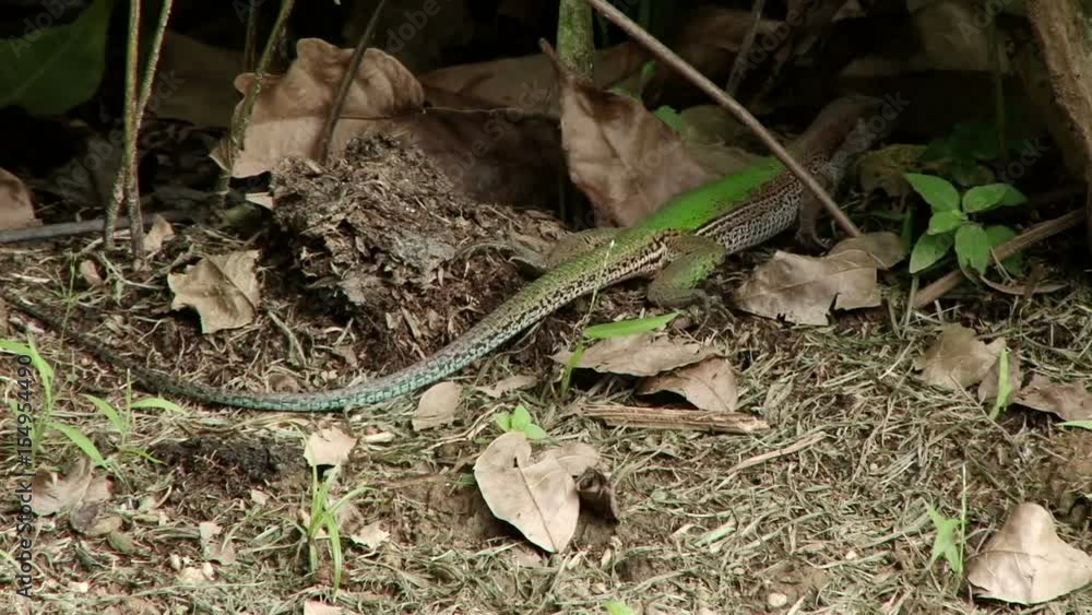 Close shot of lizard running away in Royal Botanical Gardens in Port of Spain, Trinidad Close shot of lizard running away in Royal Botanical Gardens in Port of Spain, Trinidad