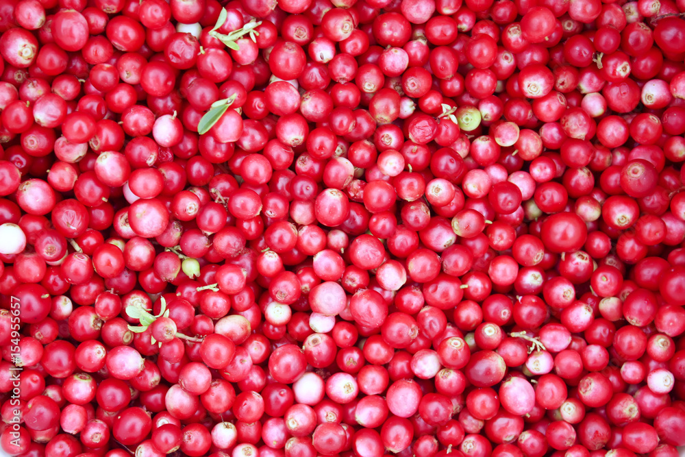 Red ripe cranberry Red ripe cranberry