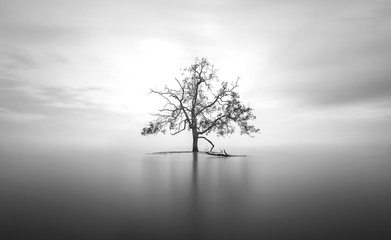 Aluminium schilderij Zwart wit mangrove tree in ocean black and white long exposure  © farizun amrod